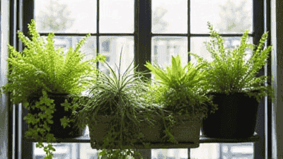 Balcony Upgrade: The Secret to Creating Greenery in Small Spaces