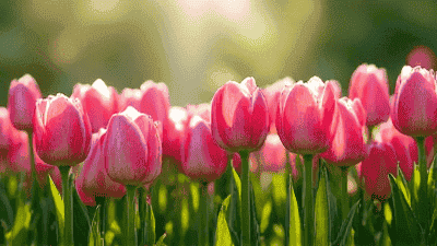 Basic Fertilization Techniques in Flower Horticulture