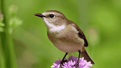 Creating a Wildlife-Friendly Garden: Tips for Attracting Birds and Bees