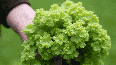 How to choose vegetable varieties that are suitable for your climate