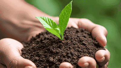 How to collect and preserve vegetable seeds