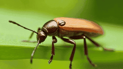 How to prevent and treat garden pests and diseases