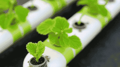 The Basics of Hydroponics: A Soil-Free Approach to Growing Plants