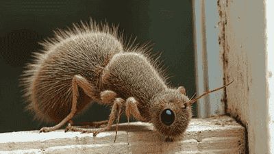 The Top 5 Pests That Can Damage Your Home and How to Prevent Them