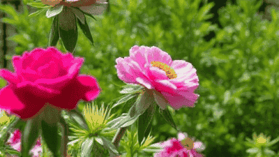 Transforming Your Small Garden into a Blooming Paradise